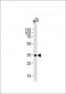 EDA Antibody (N-term)